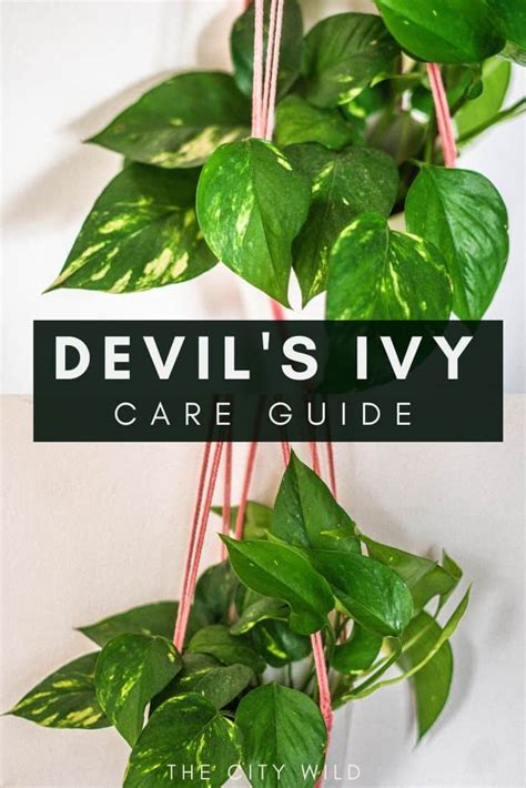 How To Take Care Of Devil Amp 39 S Ivy Trim Long Runners To Keep The Plant Full And Dense Download